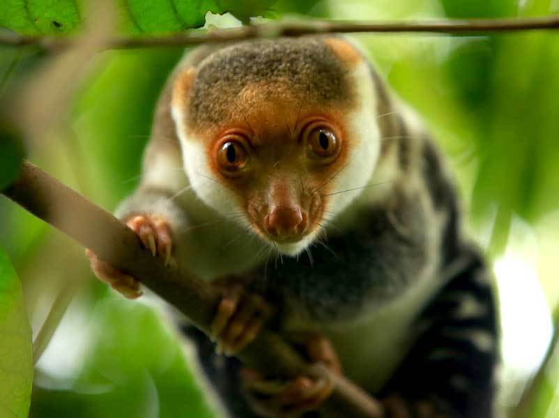 Cuscus: A Deep Dive into the Exotic Marsupial